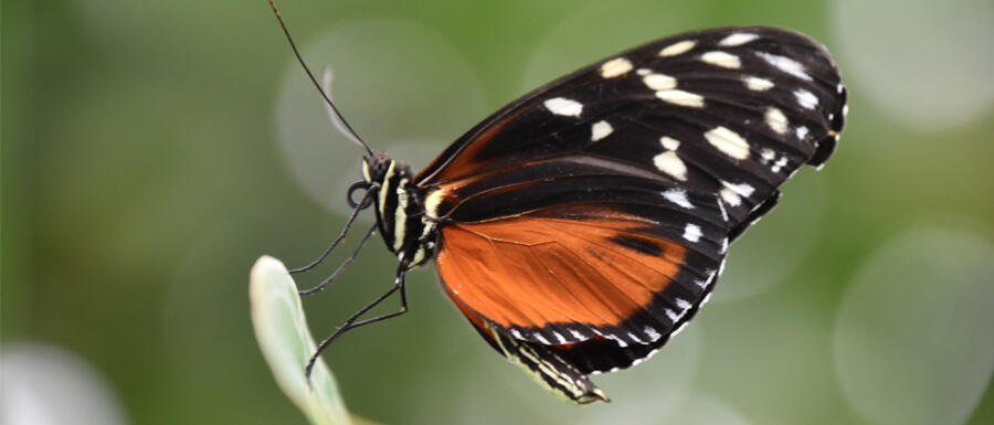 Schmetterling in Großaufnahme © Alexandra Menges