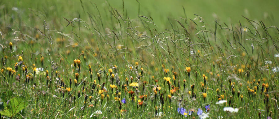 Wiese mit Gräsern und Blumen © Robin Menges