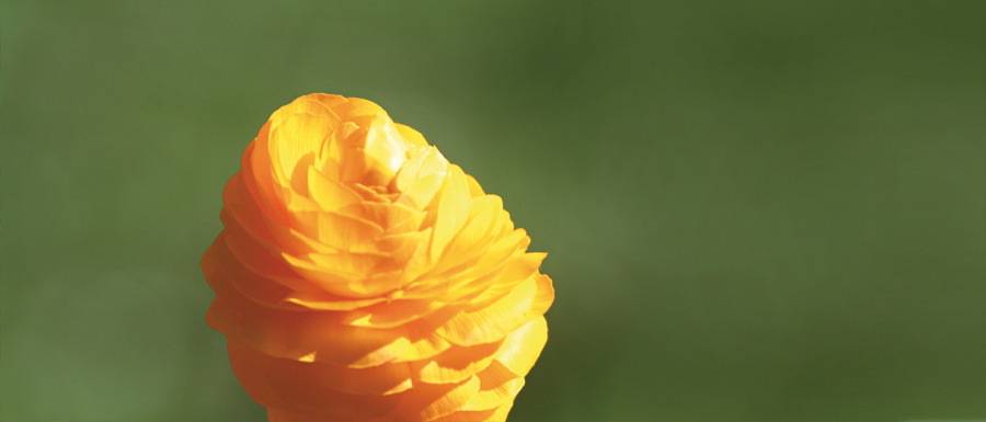 Orange Blüte vor grünem Hintergrund