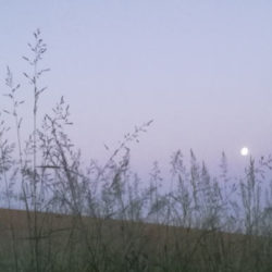 Der Vollmond steht über einem Hügel. Gräser im Vordergrund. © Robin Menges