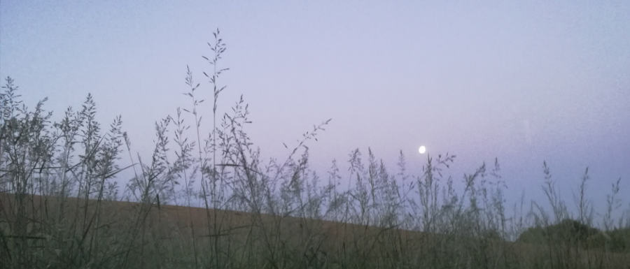 Der Vollmond steht über einem Hügel. Gräser im Vordergrund. © Robin Menges