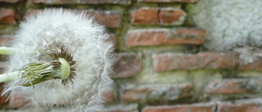 Pusteblume vor einer Ziegelmauer © Robin Menges