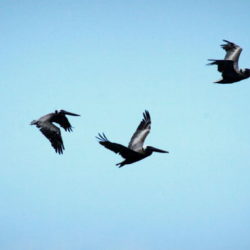 Drei schwarze Vögel fliegen vor blauem Himmel © Alexandra Menges