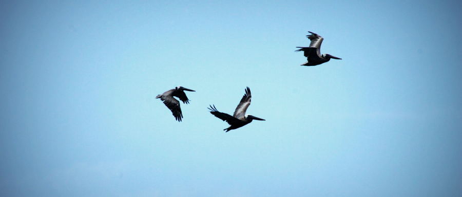 Drei schwarze Vögel fliegen vor blauem Himmel © Alexandra Menges